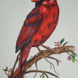 Cardinal Drawing Art