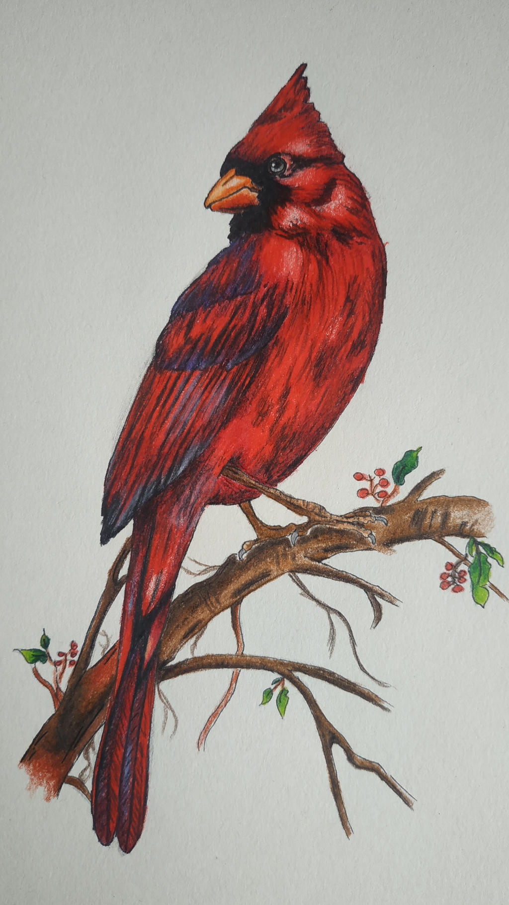 Cardinal Drawing Art