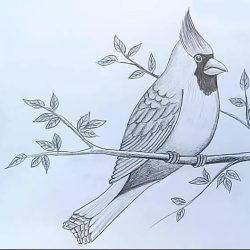 Cardinal Drawing Hand drawn Sketch