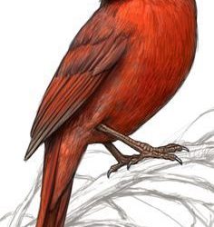 Cardinal Drawing Modern Sketch