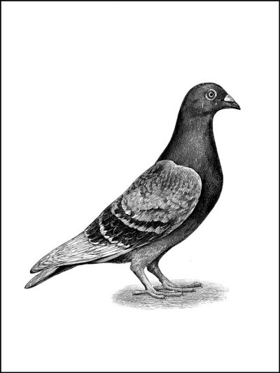 Carrier Pigeon, Homing Ability, Feathered Messenger, Aviary Communication, Message Delivery Drawing