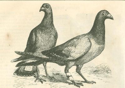 Carrier Pigeon, Homing Aviary, Communication Flight, Messenger Bird, Avian Courier Drawing