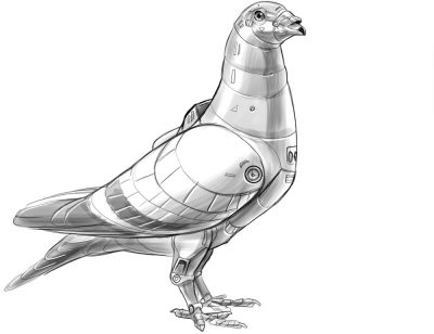 Carrier Pigeon, Homing Bird, Feathered Courier, Avian Messenger, Communication Tool Drawing