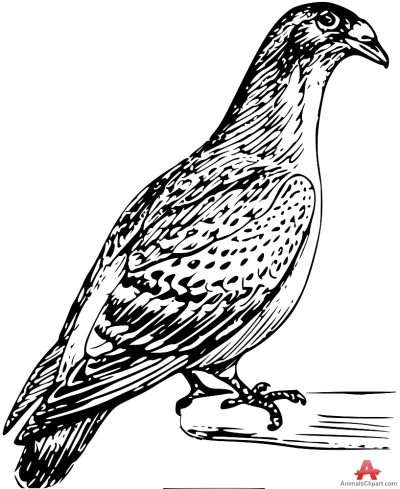 Carrier Pigeon, Avian, Homing, Communication, Messaging Drawing