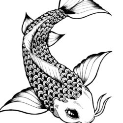 Cartoon Fish Drawing Photo