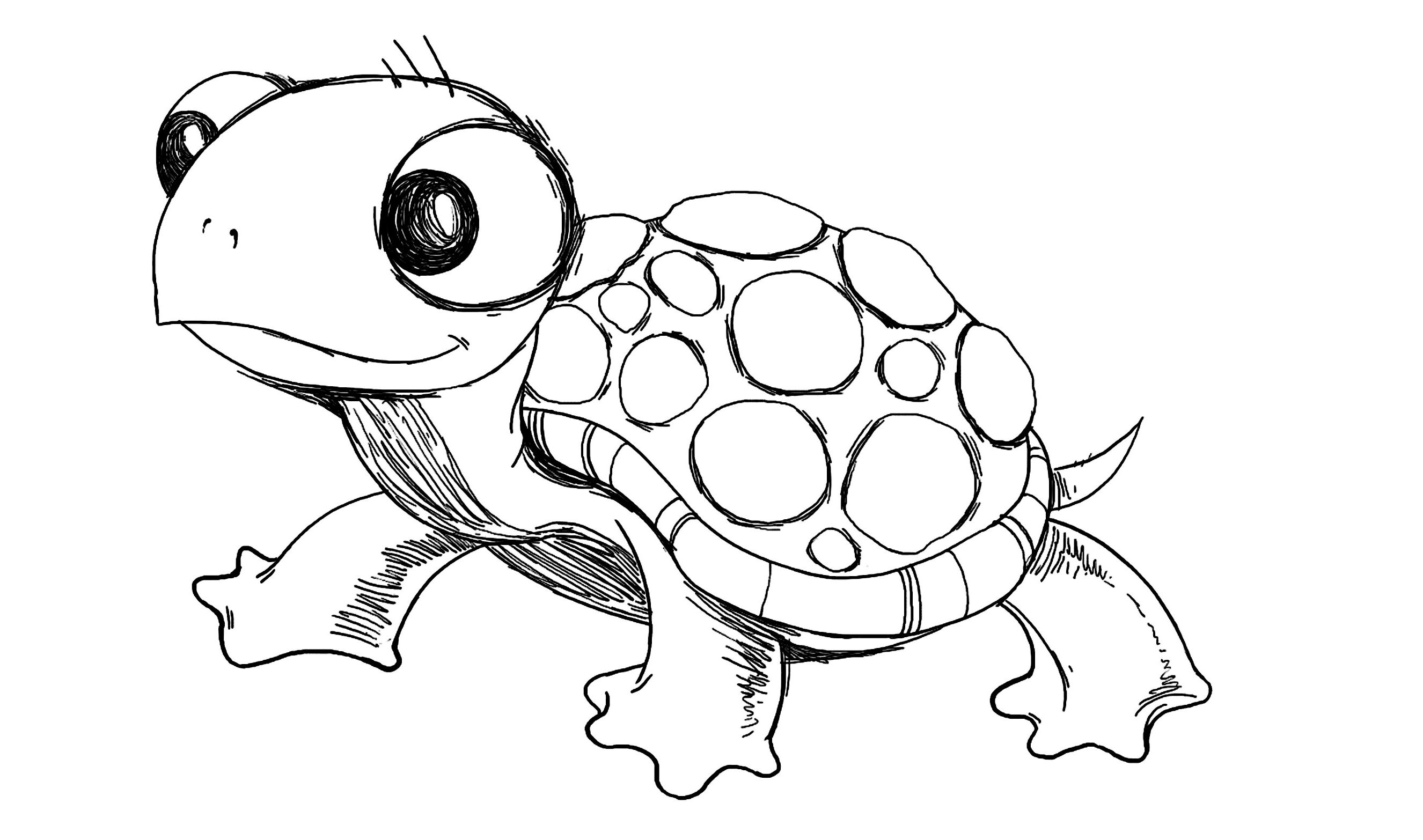 Cartoon Turtle Drawing Amazing Sketch