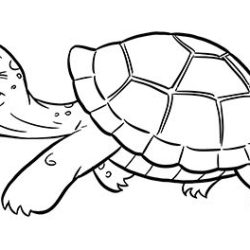 Cartoon Turtle Drawing Hand drawn Sketch