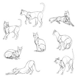 Cat Anatomy Drawing Creative Style