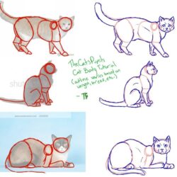 Cat Anatomy Drawing Detailed Sketch