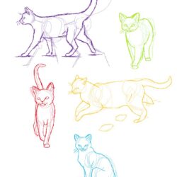 Cat Anatomy Drawing Fine Art