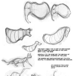 Cat Anatomy Drawing Hand Drawn Sketch