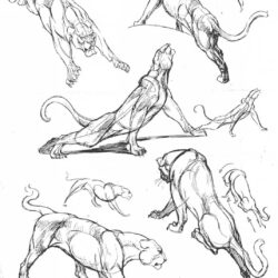 Cat Anatomy Drawing Modern Sketch