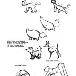 Cat Anatomy Drawing Picture
