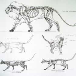 Cat Anatomy Drawing Realistic Sketch
