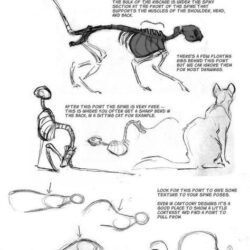 Cat Anatomy Drawing Stunning Sketch