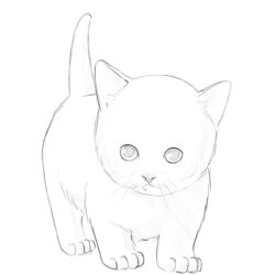 Cat Drawing Art