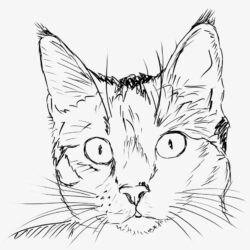 Cat Drawing Image