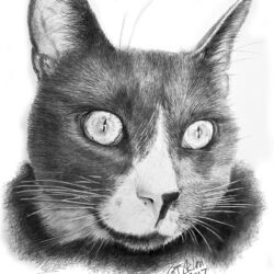 Cat Drawing Professional Artwork