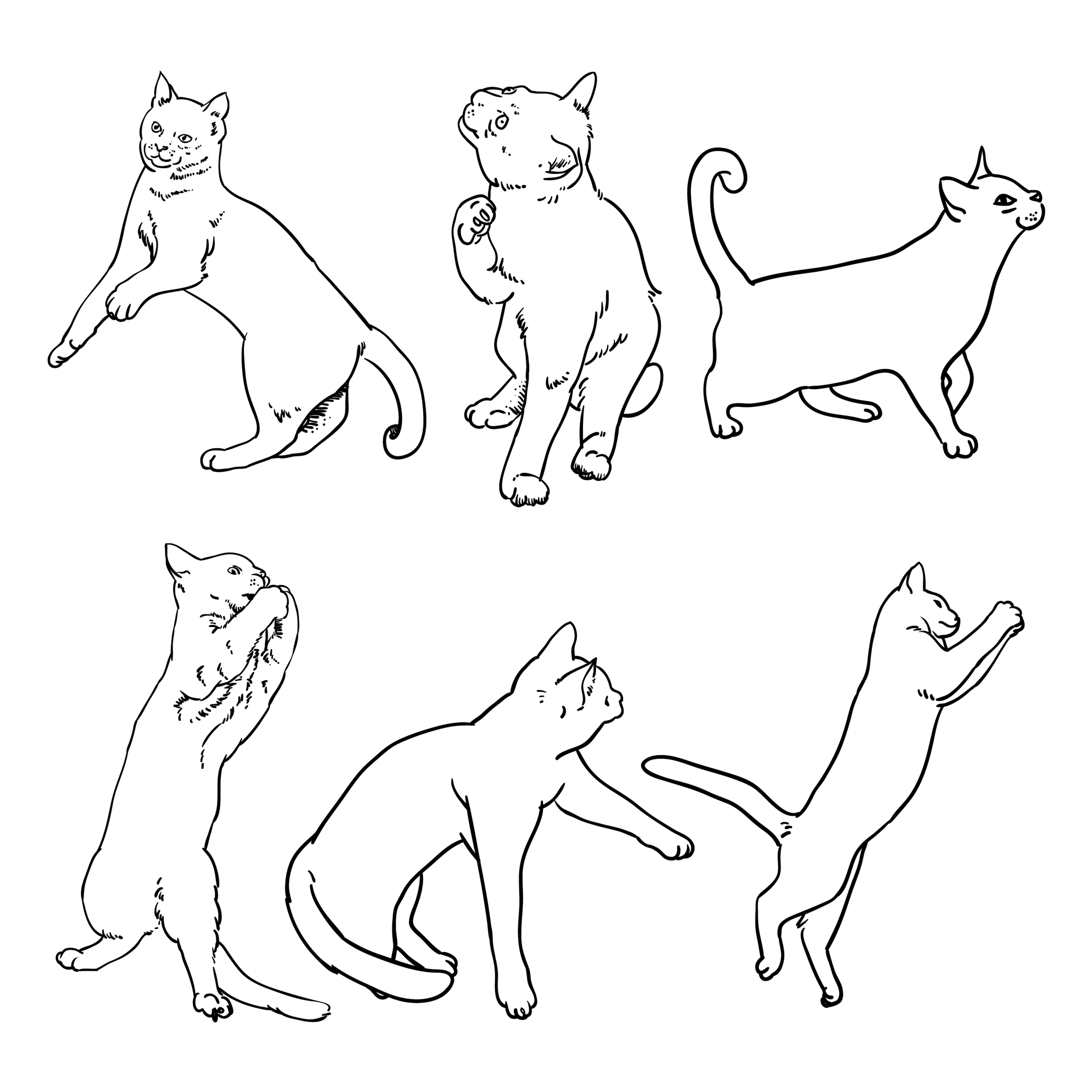Cat Drawing Stunning Sketch