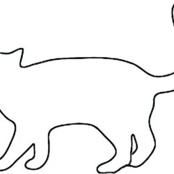 Cat Outline Drawing Realistic Sketch