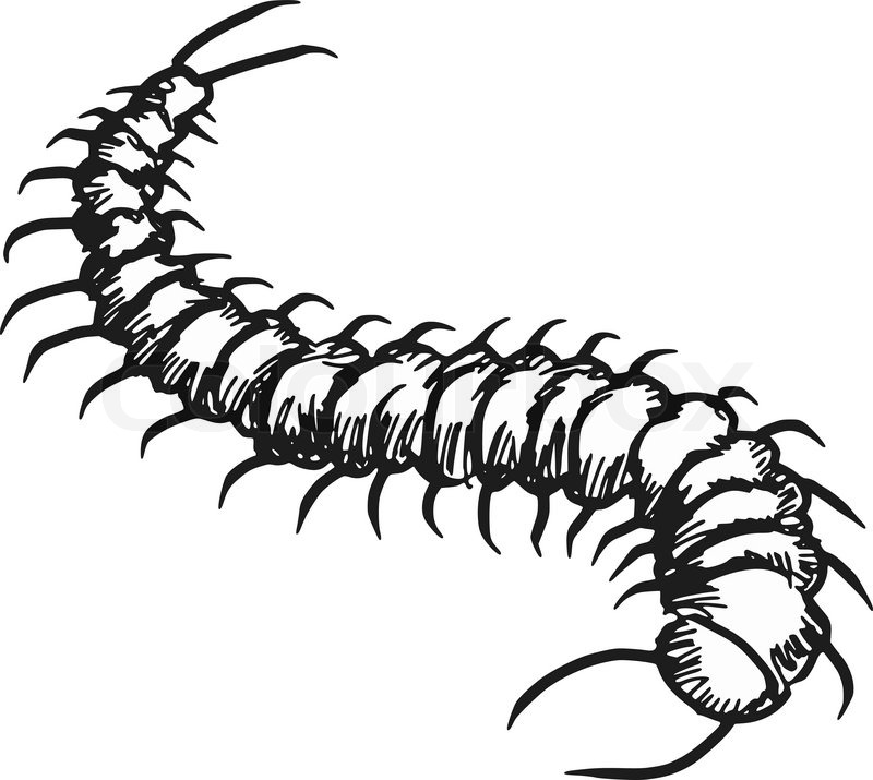 Centipede Drawing Intricate Artwork