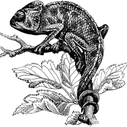 Chameleon Drawing Amazing Sketch