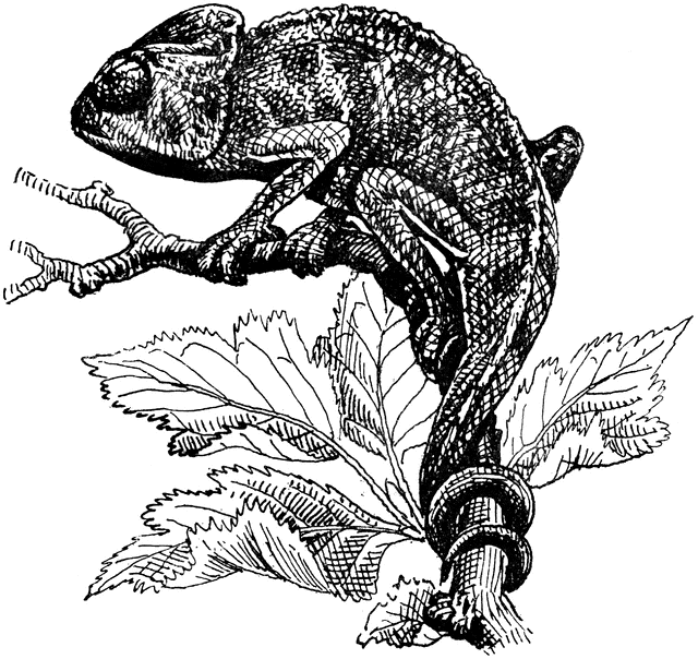 Chameleon Drawing Amazing Sketch