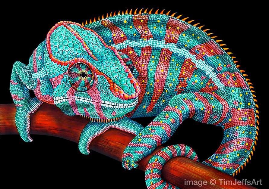 Chameleon Drawing Creative Style