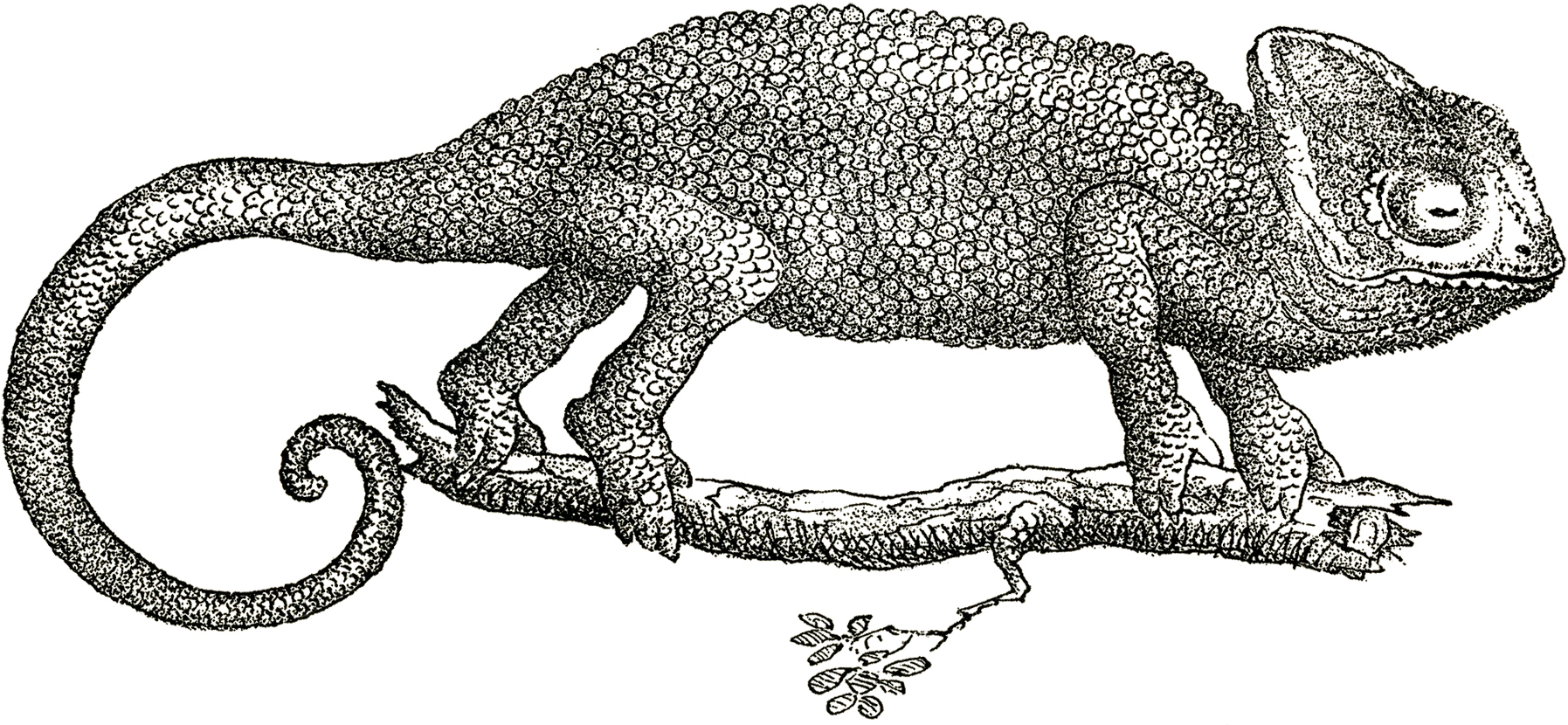 Chameleon Drawing Detailed Sketch