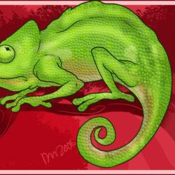 Chameleon Drawing Image