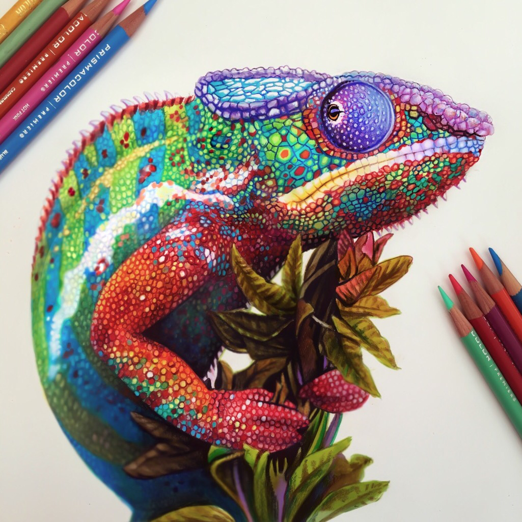 Chameleon Drawing Modern Sketch