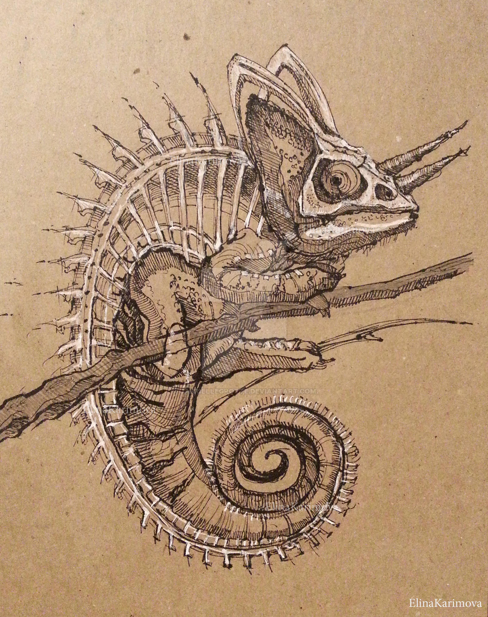 Chameleon Drawing Picture