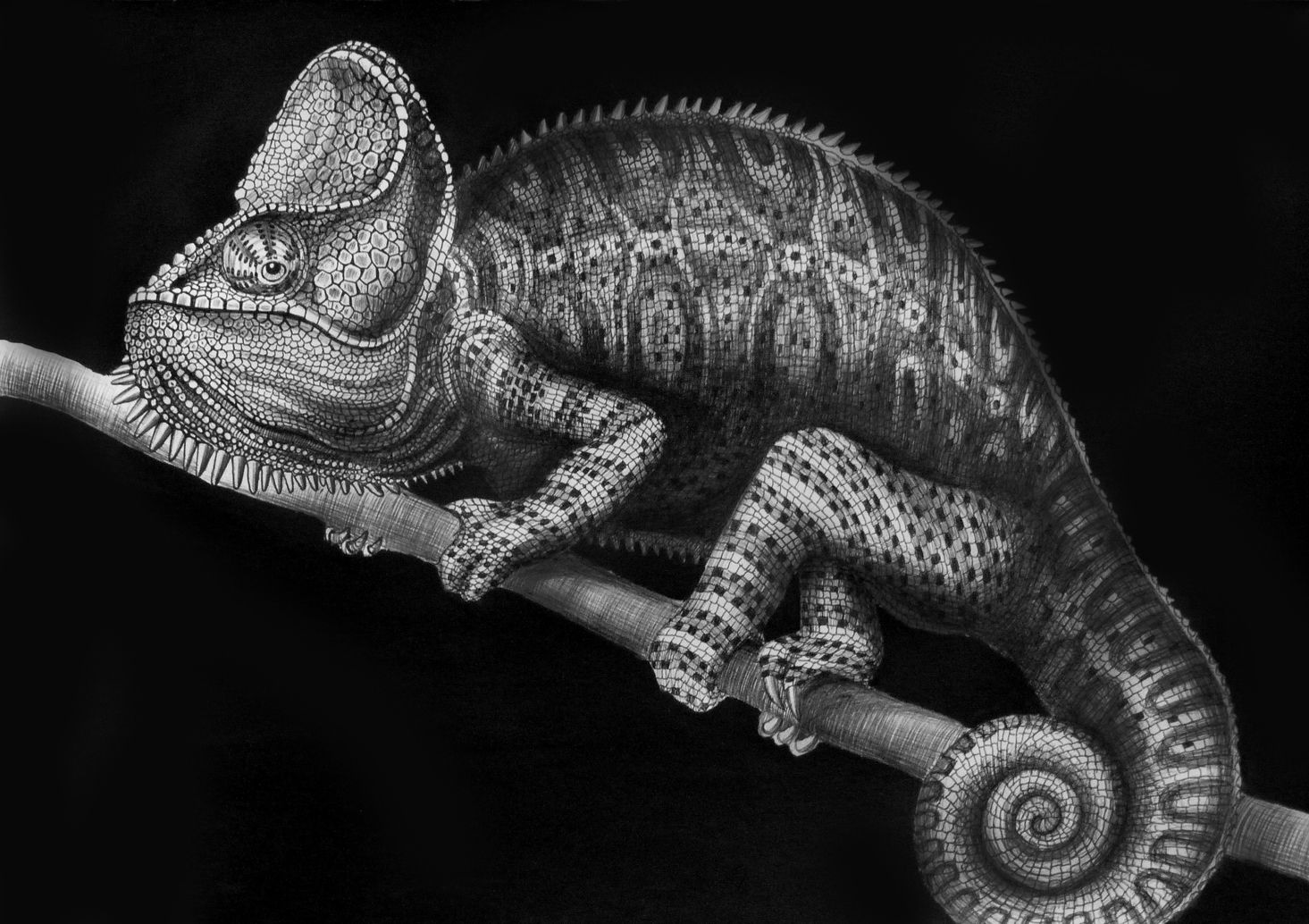 Chameleon Drawing Unique Art