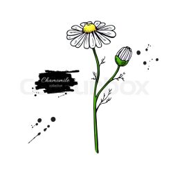 Chamomile Drawing Fine Art