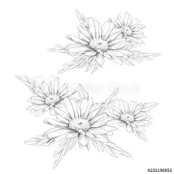 Chamomile Drawing Hand drawn