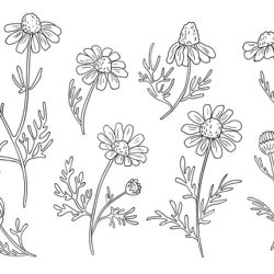 Chamomile Drawing Hand drawn Sketch