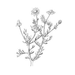 Chamomile Drawing Intricate Artwork