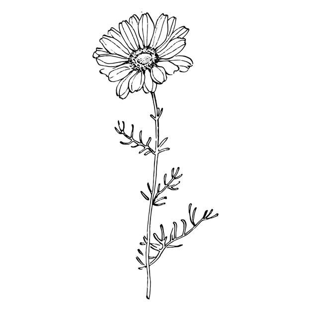 Chamomile Drawing Realistic Sketch