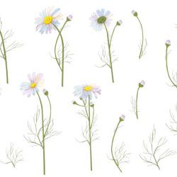 Chamomile Drawing Stunning Sketch