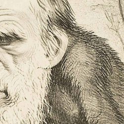 Charles Darwin Drawing