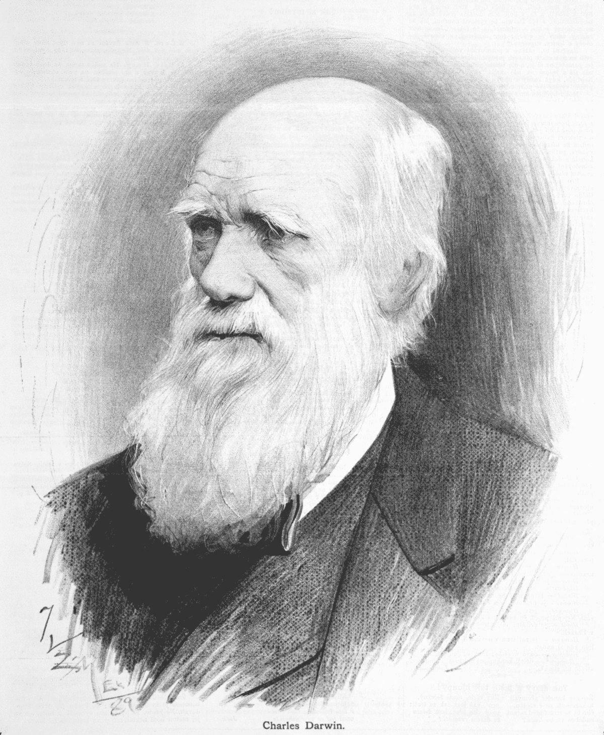 Charles Darwin Drawing Artistic Sketching