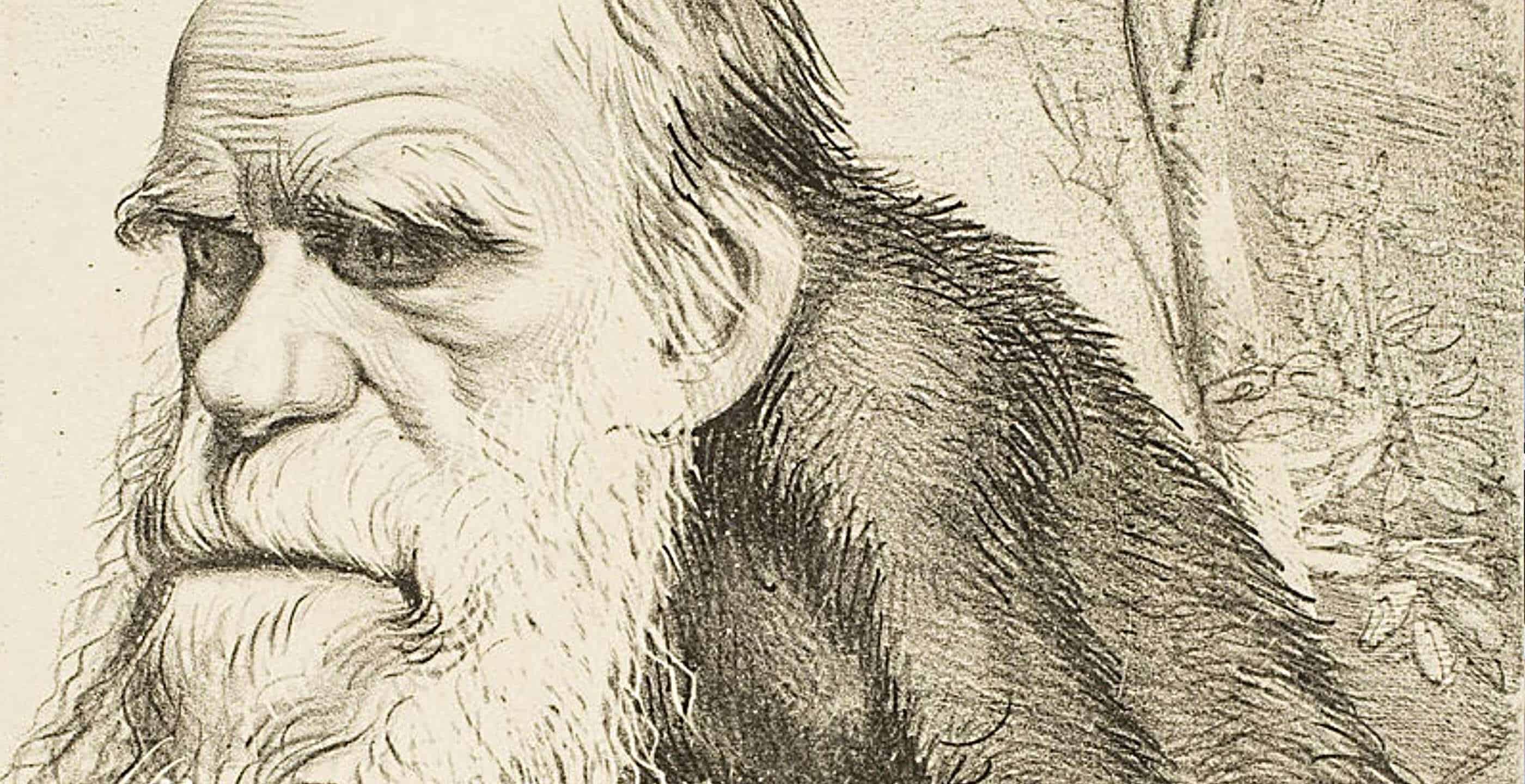 Charles Darwin Drawing