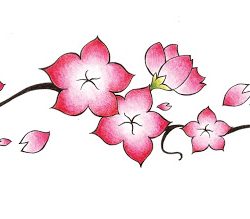 Cherry Blossom Drawing Art