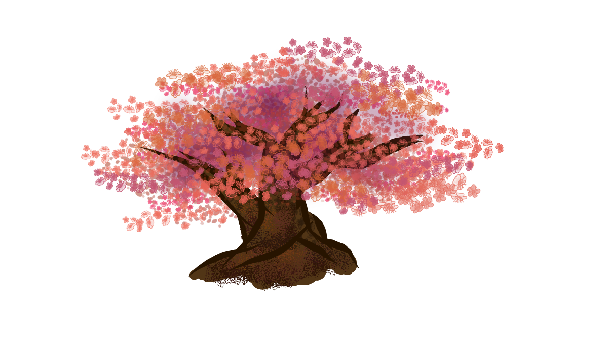 Cherry Blossom Drawing Artistic Sketching