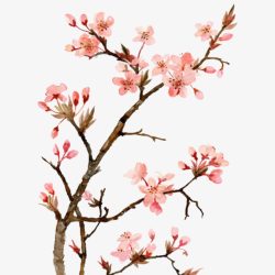 Cherry Blossom Drawing Creative Style