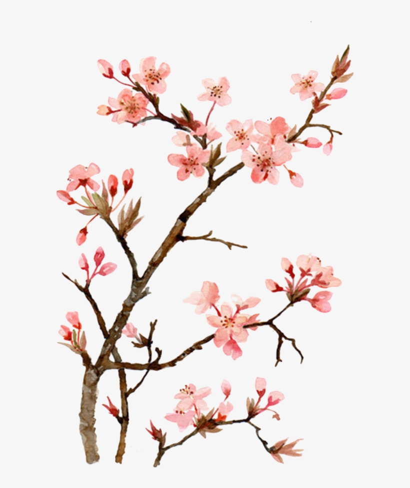 Cherry Blossom Drawing Creative Style