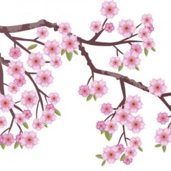 Cherry Blossom Drawing Fine Art