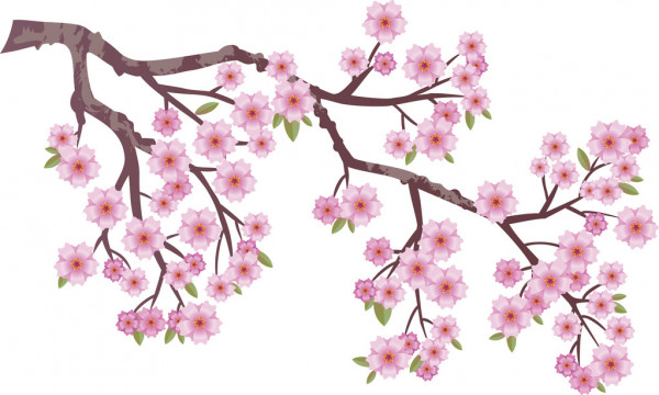 Cherry Blossom Drawing Fine Art