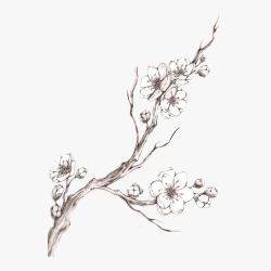 Cherry Blossom Drawing Hand drawn