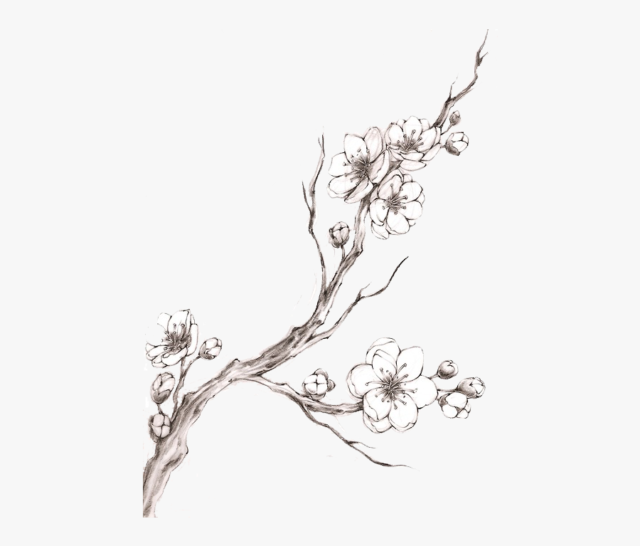 Cherry Blossom Drawing Hand drawn